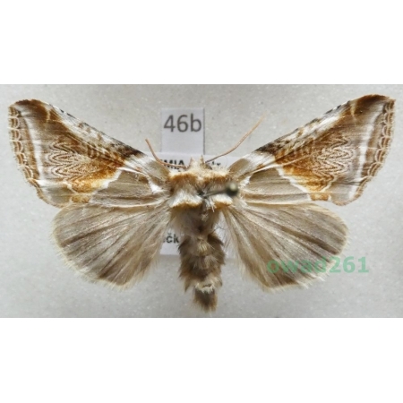 Habrosyne pyritoides (Hufnagel, 1766) Pluszówka agatka Czech46b